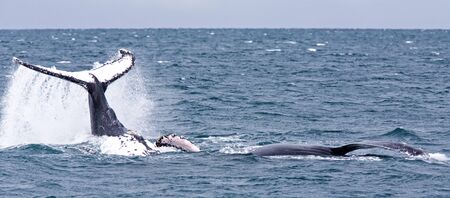 Humpback jubarte Whale of abrolhos islands in bahia state brazil
