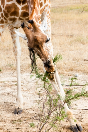 giraffe eating branch in natureの写真素材