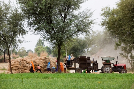 Agriculture in countryside with woman harvesting in rajasthan state in indiaのeditorial素材