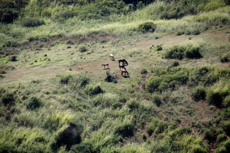 horses in a field n the beautiful typical brazilian city of buzios near rio de janeiro in brazilの写真素材
