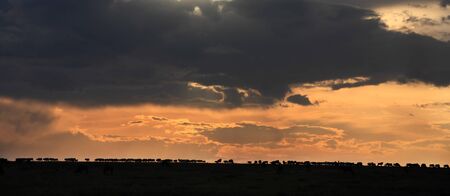 in the beautiful plains of the masai reserve in kenya africaの写真素材
