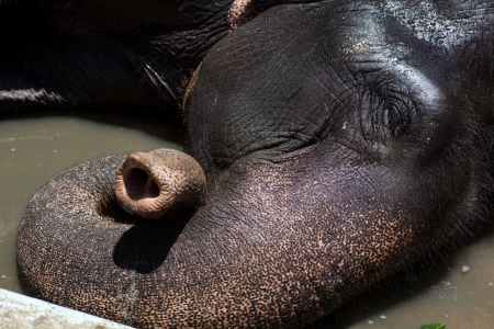tourist bathing and cleaning with a coconut shell Domestic Elephant in kerala state in indiaのeditorial素材