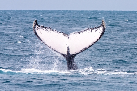 Humpback jubarte Whale of abrolhos islands in bahia state brazilの写真素材