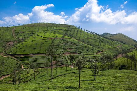 in Nelliyampaty Hills Tea Fields in mumnar Kerala state india
