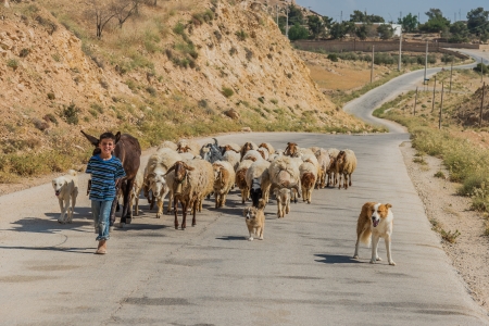 Al-Beidha, Jordan - May 9, 2013: young shepherd boy and  flock of sheep near Al-Beidha in Jordan middle east on may 9th, 2013のeditorial素材