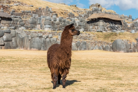 Alpaca at Sacsayhuaman, Incas ruins in the peruvian Andes at Cuzco Peru South Americaの写真素材