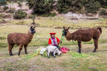 Cuzco, Peru - July 13, 2013: woman feeding alpacas and sheep near Tambomachay Incas ruins in at Cuzco Peru on july 13th, 2013のeditorial素材