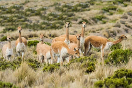 Vicunas in the peruvian Andes at Arequipa Peruの写真素材
