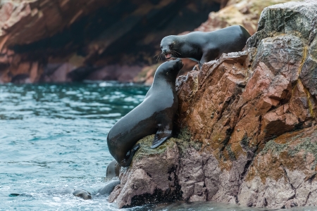 Sea lions fighting for a rock in the peruvian coast at Ballestas islands Peruの写真素材