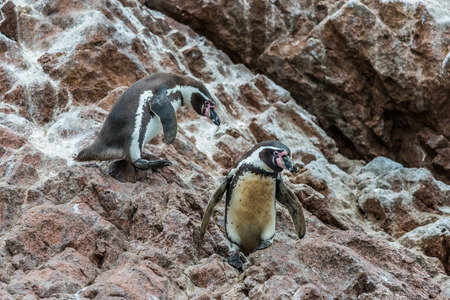 two Humboldt penguins in the peruvian coast at Ica Peruの写真素材
