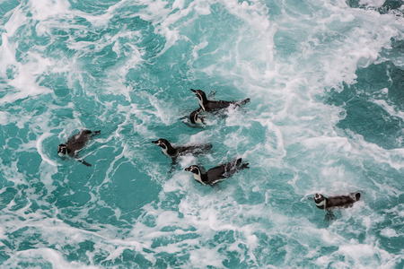 Humboldt penguins swimming in the peruvian coast at Ica Peruの写真素材