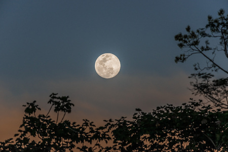 full moon in the peruvian Amazon jungle at Madre de Dios Peruの写真素材