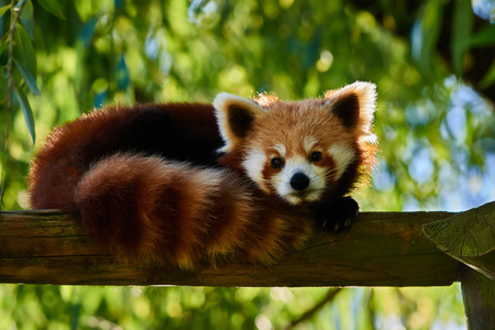 one red Panda bear on tree stomp Bifengxia base reserve Sichuan China