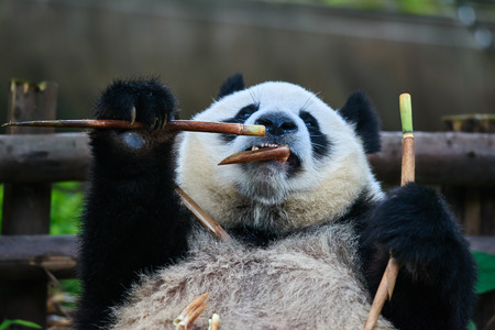 Chengdu, China - September 19, 2014: one giant Panda bear eating bamboo roots in Chengdu Sichuan Chinaのeditorial素材