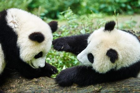 two Panda bears cubs playing Bifengxia base reserve Sichuan Chinaの写真素材