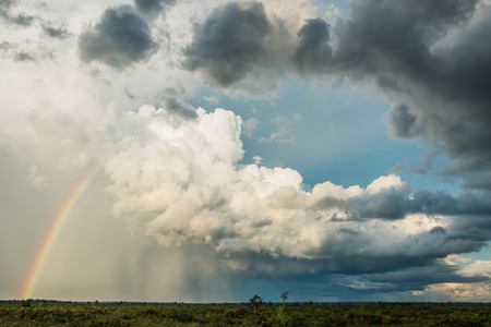 Amazon savannah in the peruvian Amazon jungle at Madre de Dios Peruの写真素材