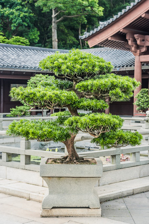 bonsai tree Chi Lin Nunnery Kowloon in Hong Kongの写真素材