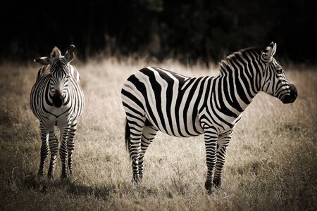zebras couple in the masai mara reverse in kenya africaの写真素材