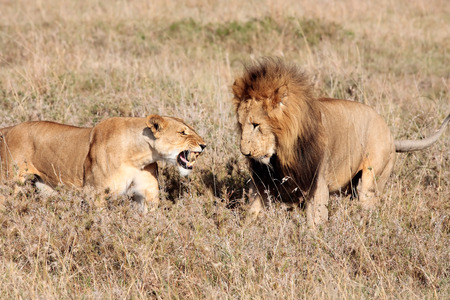 female and male Lion in the Masai Mara reserve in Kenya Africaの写真素材