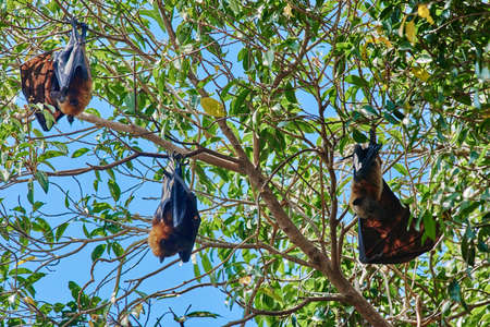 group of fruit bats in trees in Palawan Philippinesの写真素材