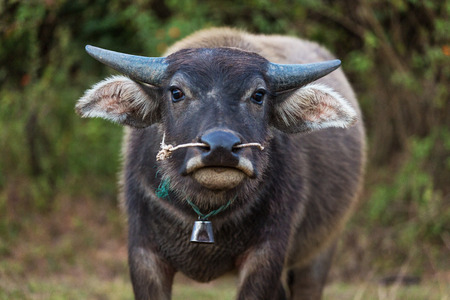Bufallos of the Shan state in Myanmarの写真素材