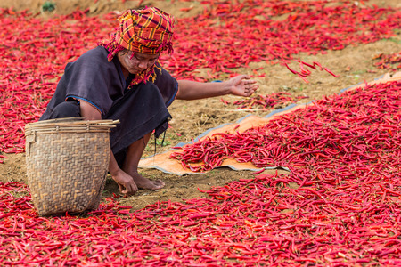 KALAW, MYANMAR - DECEMBER 07, 2016 : woman tribe harvesting red chili near Kalaw Shan state in Myanmarのeditorial素材