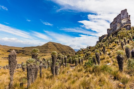 Espeletia Frailejones  of the Paramo de Oceta Mongui Boyaca in Colombia South Americaの写真素材