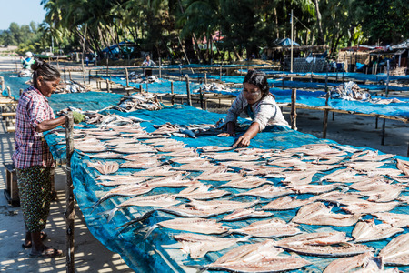NGAPALI, MYANMAR - DECEMBER 14, 2016 : fish drying at Ngapali Beach Rakhine state in Myanmar (Burma)のeditorial素材