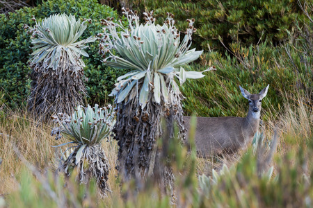 White-tailed deer of Paramo de Oceta and his Espeletia Frailejones Mongui Boyaca in Colombia South Americaの写真素材