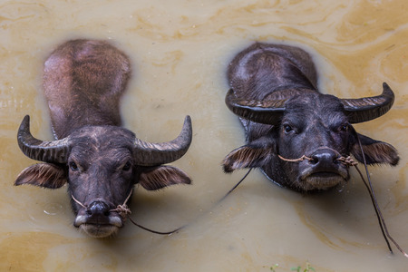 Bufallos bathing in the Shan state of Myanmar (Burma)