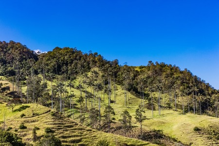 Bosque De Palma De Cera La Samaria  near San Felix near Salamina Caldas in Colombia South Americaの写真素材