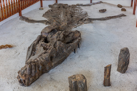 Villa De Leyva, Colombia - February 7, 2017 : dinosaur skeleton fossil of the Museo Del Fosilのeditorial素材