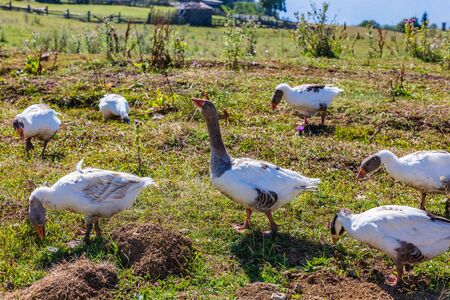 farm gooses in Dabadzveli mountain landscape near Borjomi landmark of Samtskhe Javakheti region Georgia eastern Europeの写真素材