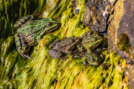 frogs of Lake Sevan landmark of Gegharkunik Armenia eastern Europeの写真素材