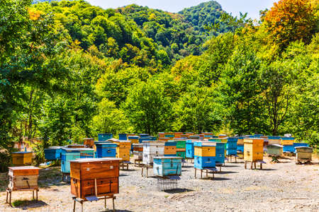 bees hives Tavush mountains Armeniaの写真素材