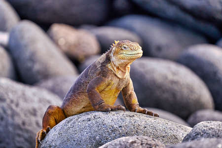 land iguana north seymour island Galapagos Ecuadorの写真素材