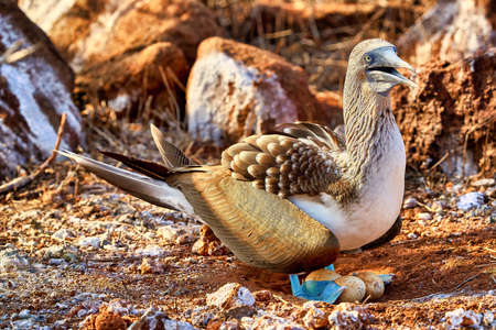 Blue Footed Booby Sula nebouxii north seymour island Galapagos Ecuadorの写真素材