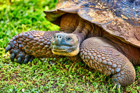 giant turtle santa cruz island Galapagos Ecuador