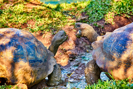 giant turtle santa cruz island Galapagos Ecuador