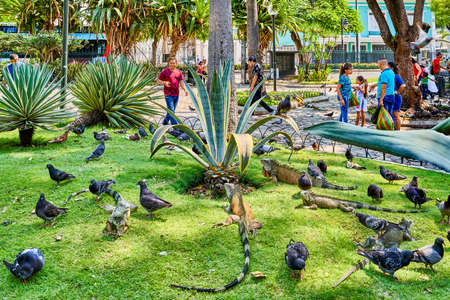 Seminario Park playing iguanas Guayaquil Ecuador landmarkのeditorial素材