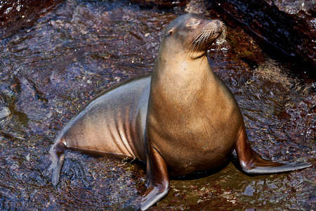sea lion Galapagos Ecuadorの写真素材