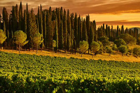 Chianti vineyard Tuscany landscape Italy landmarkの写真素材