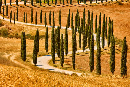 Cypress trees valley Orcia Tuscany landscape Italy landmarkの写真素材