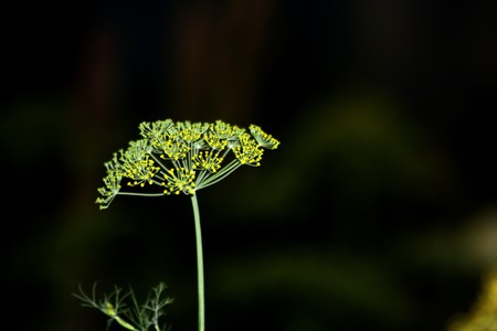 fennel shootsの写真素材