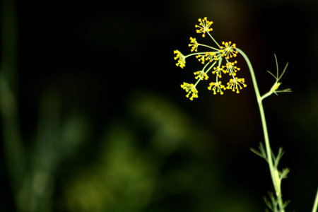 fennel shoots text here