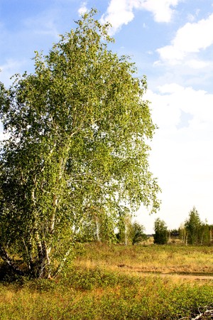 birch tree forest roadの写真素材