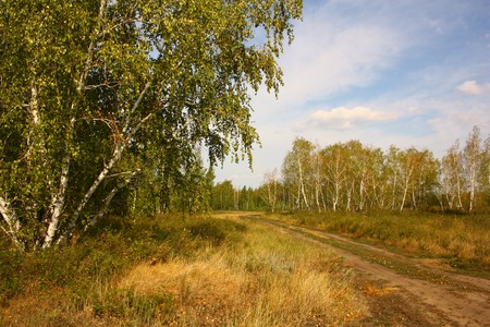 birch tree forest road horizontalの写真素材