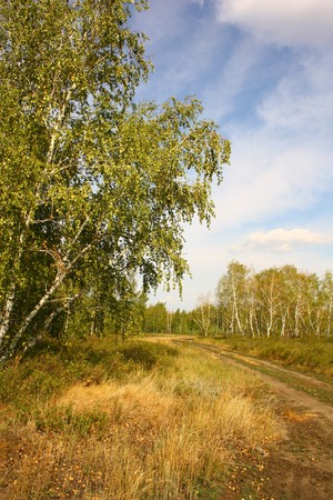 birch tree forest road verticalの写真素材
