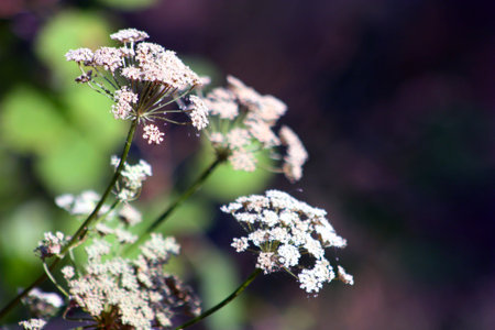 Natural herbs