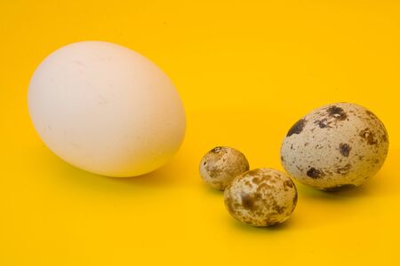 quail eggs of different sizes on a yellow background and chicken eggの写真素材